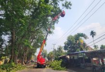 PLN ULP Kota Bungo dan Dinas Perkim Pangkas Pohon, Jaga Keandalan Listrik dan Keselamatan Warga